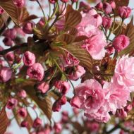 Саженец сакуры Канзан в контейнере. в контейнере